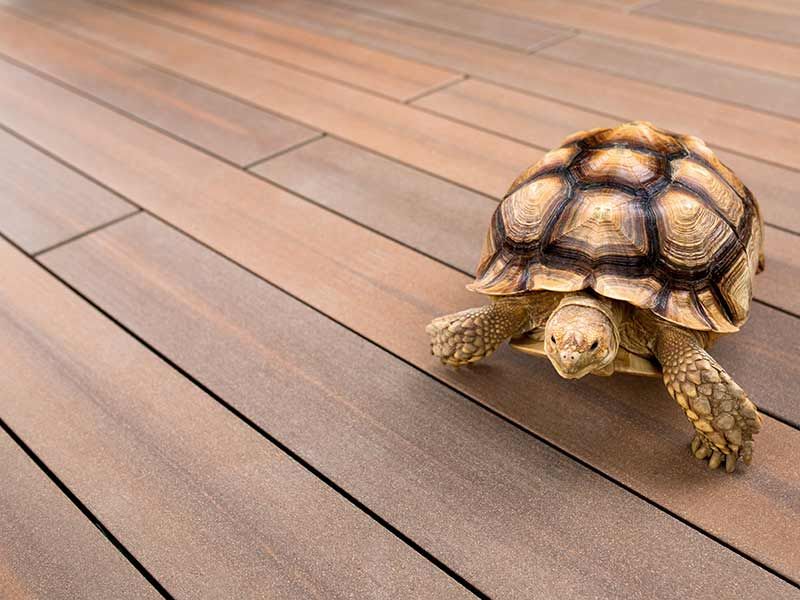 megawood Terrassendiele SIGNUM HOLZart