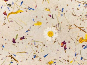 Organoid® Flachsvlies Rollenware (Abnahme meterweise)
