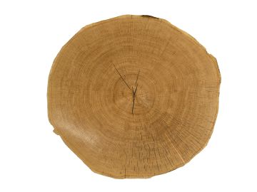 Hirnholz-Scheibe rund, Eiche auf Vlies